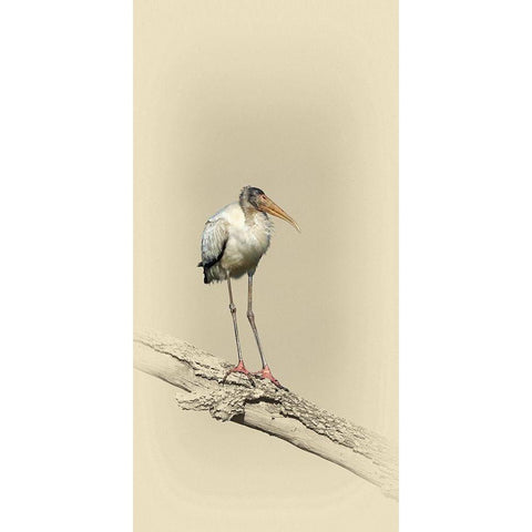 Baby Wood Stork White Modern Wood Framed Art Print by Brown, Jim