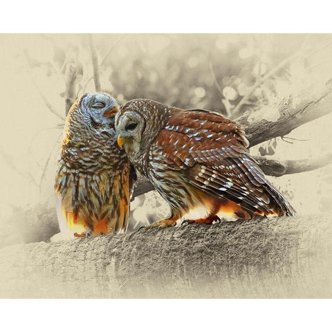 Barred Owls White Modern Wood Framed Art Print by Brown, Jim