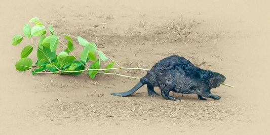 Image Only