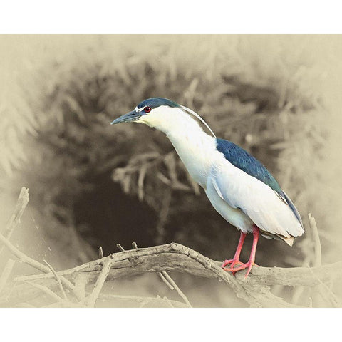 Black Crowned Night Heron Gold Ornate Wood Framed Art Print with Double Matting by Brown, Jim