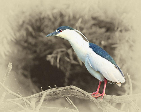 Black Crowned Night Heron White Modern Wood Framed Art Print with Double Matting by Brown, Jim