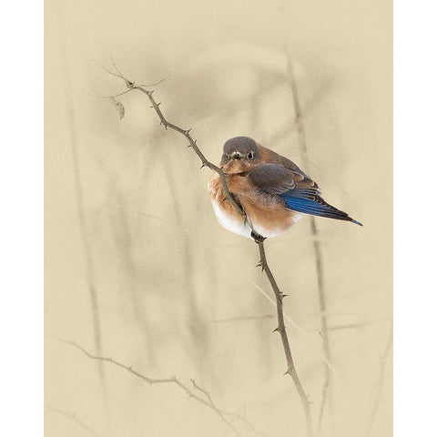 Bluebird White Modern Wood Framed Art Print by Brown, Jim