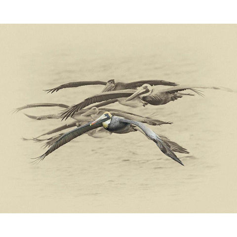 Brown Pelicans Black Modern Wood Framed Art Print with Double Matting by Brown, Jim