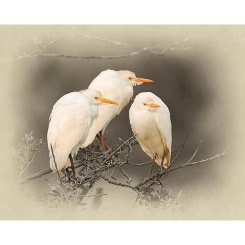 Cattle Egrets Black Modern Wood Framed Art Print with Double Matting by Brown, Jim