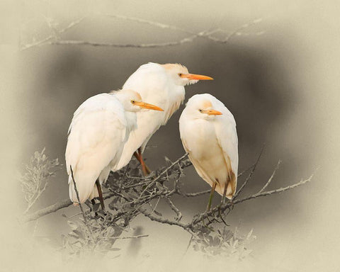 Cattle Egrets Black Ornate Wood Framed Art Print with Double Matting by Brown, Jim