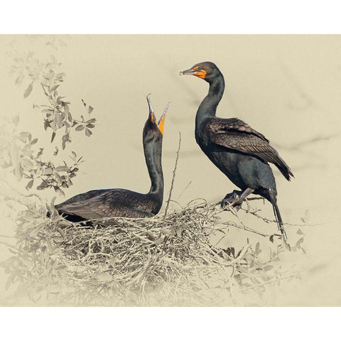 Cormorant Nest Black Modern Wood Framed Art Print with Double Matting by Brown, Jim