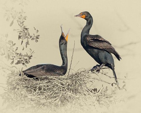 Cormorant Nest Black Ornate Wood Framed Art Print with Double Matting by Brown, Jim