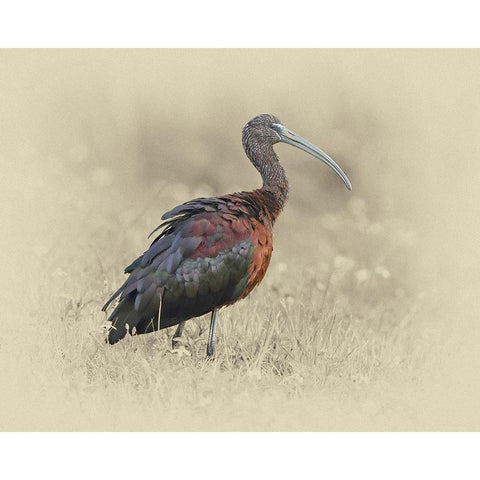 Glossy Ibis 1 Gold Ornate Wood Framed Art Print with Double Matting by Brown, Jim