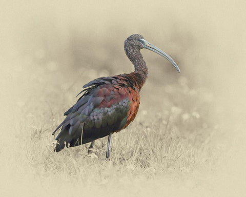 Glossy Ibis 1 White Modern Wood Framed Art Print with Double Matting by Brown, Jim