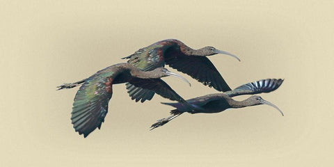 Glossy Ibis White Modern Wood Framed Art Print with Double Matting by Brown, Jim