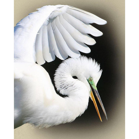 Great Egret Portrait White Modern Wood Framed Art Print by Brown, Jim