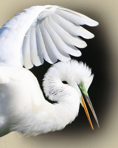 Great Egret Portrait White Modern Wood Framed Art Print with Double Matting by Brown, Jim