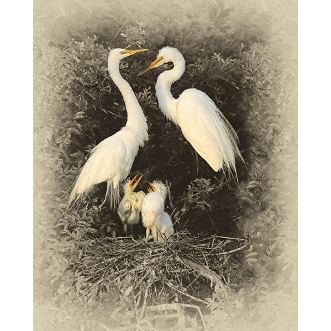 Great Egret Family White Modern Wood Framed Art Print by Brown, Jim