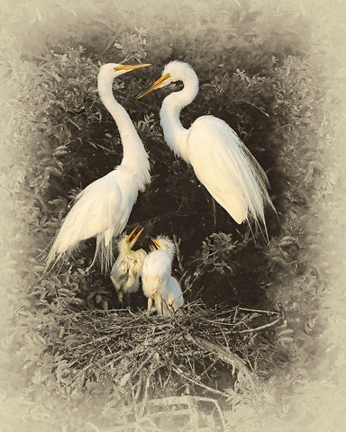 Great Egret Family White Modern Wood Framed Art Print with Double Matting by Brown, Jim