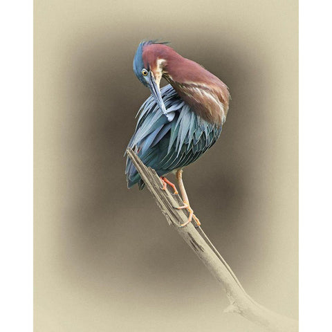 Green Heron White Modern Wood Framed Art Print by Brown, Jim