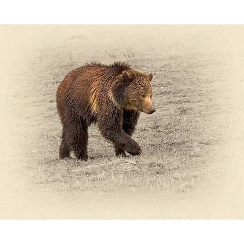 Grizzly 2 White Modern Wood Framed Art Print by Brown, Jim