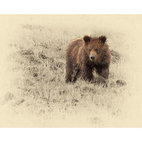 Grizzly Cub 1 White Modern Wood Framed Art Print by Brown, Jim