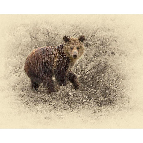 Grizzly Cub 2 Gold Ornate Wood Framed Art Print with Double Matting by Brown, Jim