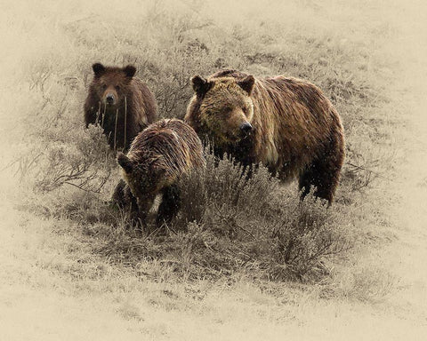 Grizzly Family White Modern Wood Framed Art Print with Double Matting by Brown, Jim