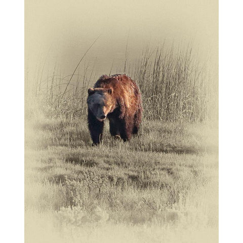 Grizzly Black Modern Wood Framed Art Print with Double Matting by Brown, Jim