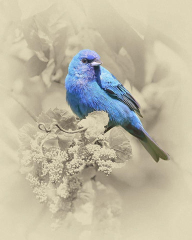 Indigo Bunting II White Modern Wood Framed Art Print with Double Matting by Brown, Jim