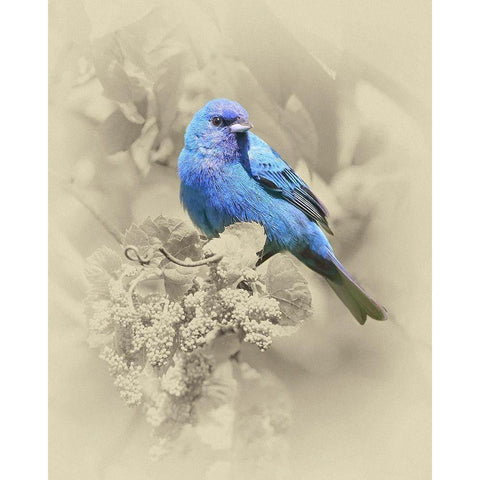 Indigo Bunting II Black Modern Wood Framed Art Print by Brown, Jim