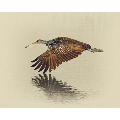 Limpkin White Modern Wood Framed Art Print by Brown, Jim