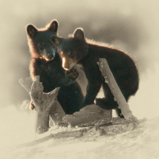 Image Only
