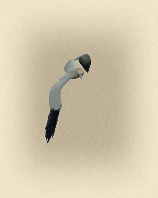 Image Only