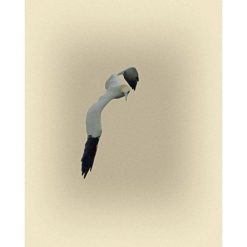 Northern Gannet 1 White Modern Wood Framed Art Print by Brown, Jim