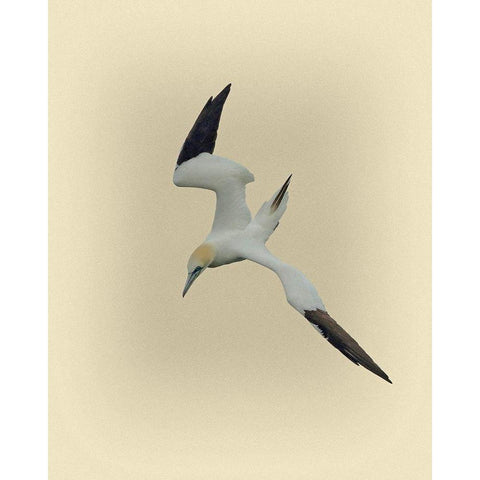 Northern Gannet 2 Gold Ornate Wood Framed Art Print with Double Matting by Brown, Jim