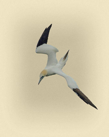 Northern Gannet 2 White Modern Wood Framed Art Print with Double Matting by Brown, Jim