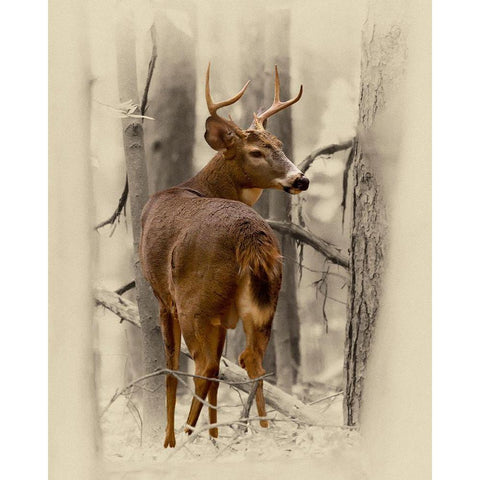 Ohio Buck Black Modern Wood Framed Art Print with Double Matting by Brown, Jim