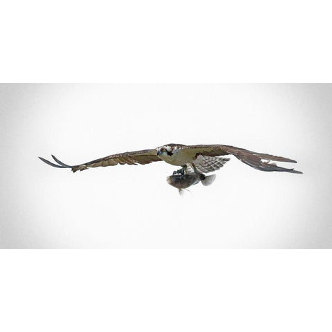 Osprey With Lunch Gold Ornate Wood Framed Art Print with Double Matting by Brown, Jim