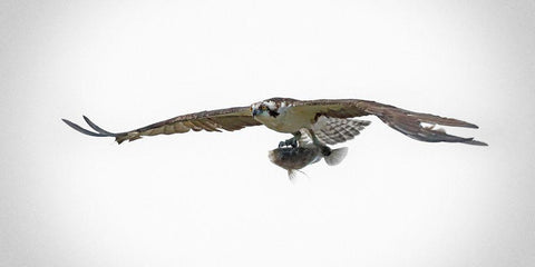 Osprey With Lunch Black Ornate Wood Framed Art Print with Double Matting by Brown, Jim