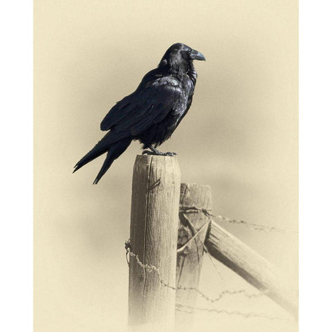 Raven Black Modern Wood Framed Art Print with Double Matting by Brown, Jim