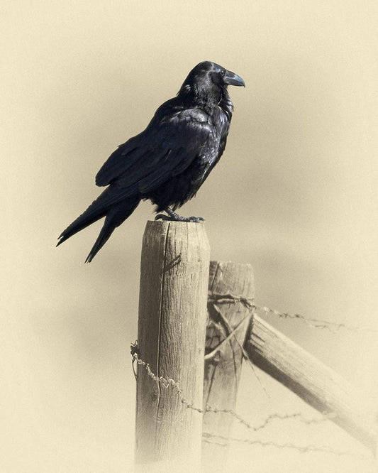 Image Only