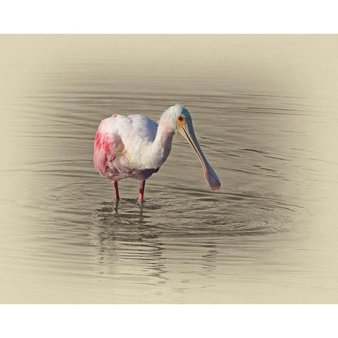 Roseate Spoonbill Gold Ornate Wood Framed Art Print with Double Matting by Brown, Jim