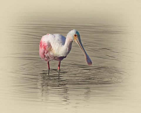 Roseate Spoonbill White Modern Wood Framed Art Print with Double Matting by Brown, Jim