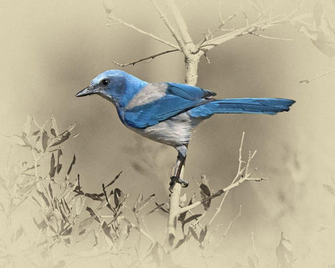 Scrub Jay White Modern Wood Framed Art Print with Double Matting by Brown, Jim