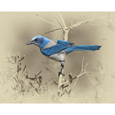 Scrub Jay White Modern Wood Framed Art Print by Brown, Jim