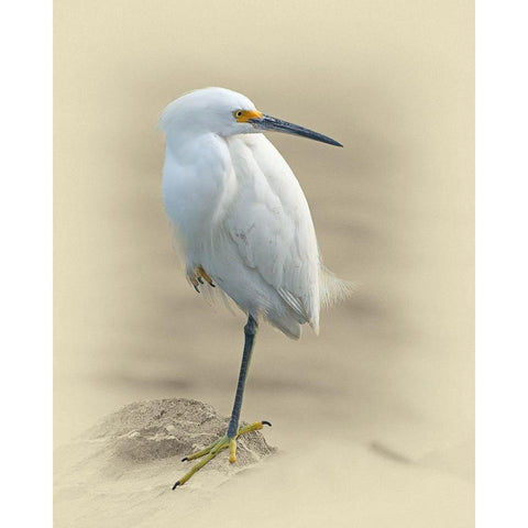 Snowy Egret Black Modern Wood Framed Art Print with Double Matting by Brown, Jim