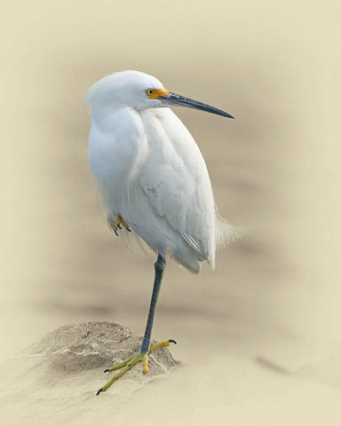 Snowy Egret White Modern Wood Framed Art Print with Double Matting by Brown, Jim