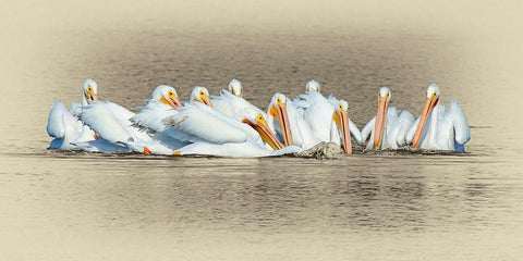 White Pelicans Black Ornate Wood Framed Art Print with Double Matting by Brown, Jim