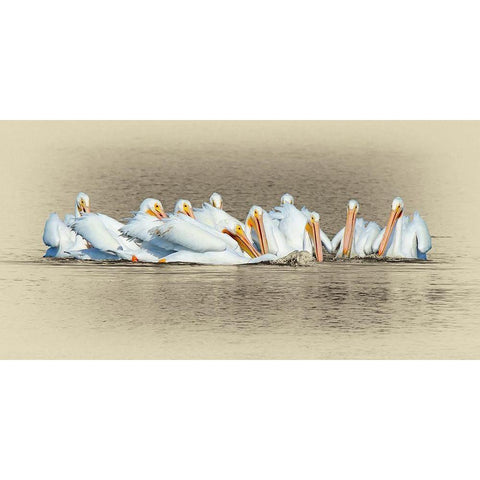 White Pelicans Gold Ornate Wood Framed Art Print with Double Matting by Brown, Jim