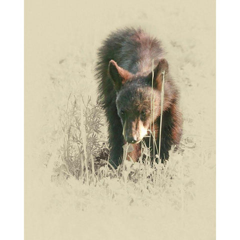 Young Black Bear Gold Ornate Wood Framed Art Print with Double Matting by Brown, Jim