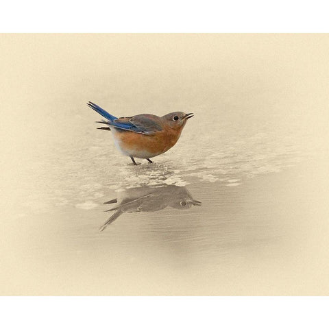 Blue Bird On Ice White Modern Wood Framed Art Print by Brown, Jim