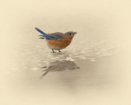 Image Only