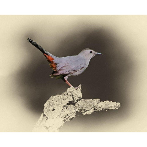 Cat Bird White Modern Wood Framed Art Print by Brown, Jim