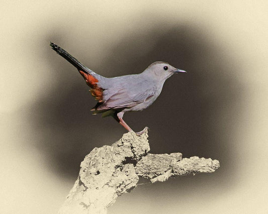 Image Only
